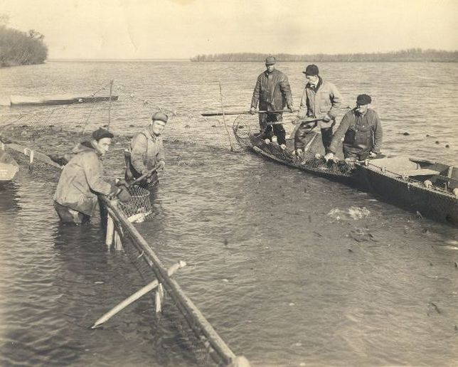 Historic photo of commercial fishermen pulling nets