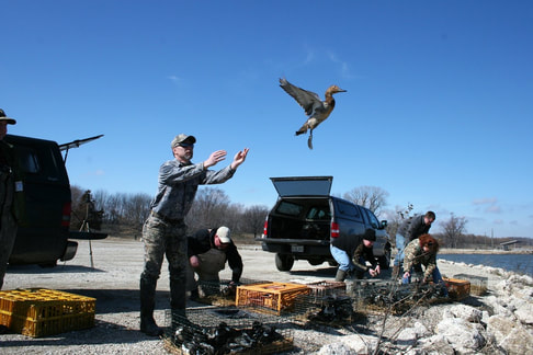 Waterfowl release at Emiquon